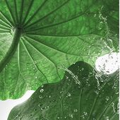 LOTUS